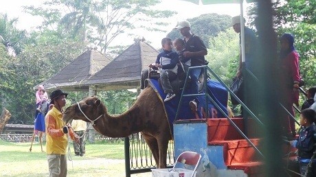 Onta Tunggang via Detik, Sejarah Kebun Binatang Ragunan, Informasi Dasar Kebun Binatang Ragunan, Rute Menuju Kebun Binatang Ragunan, Harga Tiket Masuk Ragunan Terbaru, Wahana Wisata Kebun Binatang Ragunan, Tips dan Saran Mengunjungi Ragunan