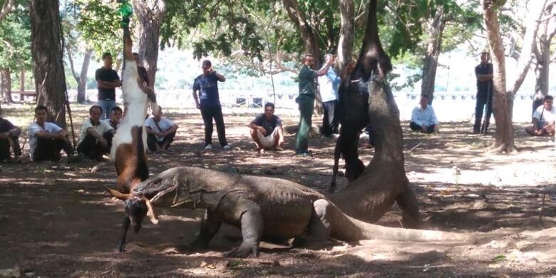 Masyarakat Desa Komodo via Kompas, 1. Wisata Pantai Watuweri, 2. Wisata Gili Labak, 3. Wisata Pulau Bidadari, 4. Wisata Taman Nasional Komodo, 5. Wisata Gua Batu Cermin, 6. Wisata Danau Sano Nggoang, 7. Wisata Istana Ular, 8. Wisata Pulau Kelor, 9. Wisata Pink Beach, 10. Wisata Air Terjun Cunca Rami, 11. Wisata Air Terjun Cuanca Wulang, 12. Wisata Gili Lawa, 13. Wisata Pulau Padar