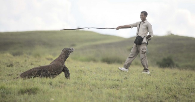 Menyapa Komodo via Pesona Travel, Fakta Seputar Komodo & Pulau Komodo, Akses Menuju Lokasi Wisata, Harga Tiket Masuk Pulau Komodo, Fasilitas yang Tersedia, Daya Tarik Pulau Komodo, Keindahan Pulau Komodo, Penginapan di Wisata Pulau Komodo