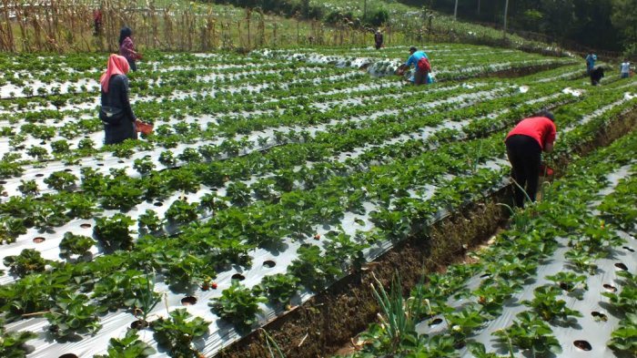 Wisata Agrobisnis Serang via Tribunnews, 1. Owabong Water Park, 2. Taman Wisata Pendidikan Purbasari Pancuran Mas, 3. Taman Bunga Kutabawa, 4. Wisata Alam Kampung Kurcaci, 5. Agrowisata Lembah Asri Serang, 6. Jembatan Cinta Purbalingga, 7. Sanggaluri Park Purbalingga, 8. Golaga – Goalawa Purbalingga, 9. Desa Wisata Panusupan, 10. Bukit Mertelu, 11. Alun – Alun Purbalingga, 12. Pemandian Situ Tirta Marta Desa Wisata Karangcegak, 13. Puncak Sendaren, 14. Desa Wisata Serang, 15. Jembatan Pelangi Rembang, 16. Purbasari Pancuran Mas, 17. Curug Sumba, 18. Wisata Agrobisnis Serang, 19. Bukit Cilik – Igir Wringin, 20. Wisata Buah Botania Garden (Bogar), 21. Puncak Sibarat, 22. Curug Nini, 23. Curug Silintang, 24. Bukit Njelir, 25. Taman Cinta Talagening Bobotsari, 26. Curug Duwur (Bumisari), 27. Curug Tempuran, 28. Desa Wisata Gunung Wuled, 29. Museum Uang Purbalingga, 30. River World Purbalingga, 31. Ardi Lawet Petilasan Syeh Jambu Karang, 32. Bukit Kelir, 33. Watu Geong, 34. Curug Ciputut, 35. Curug Tuntung Laut, 36. Museum Jenderal Soedirman, 37. Kolam Renang Walik Purbalingga, 38. Sungai Watu Mujur, 39. Arung Jeram Sungai Klawing, 40. Usman Janatin City Park, 41. Puncak Telkom Pratin, 42. Puncak Batur Purbalingga, 44. Wisata Pring Wulung, 45. River Tubing Klawing, 46. Lampion Tengah Sawah, 47. Bendungan Slinga, 48. Highland Serang, 49. Desa Wisata Sikopyah
