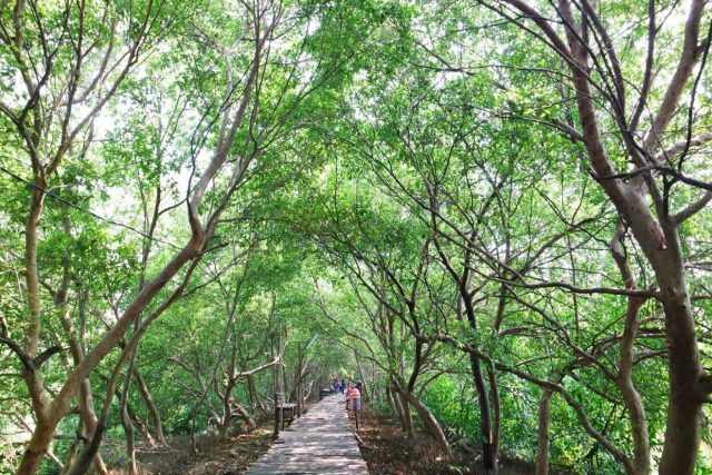 Hutan mangrove Jakarta via indahfajarwatii.blogspot.co.id, Lokasi dan Transportasi Menuju Taman Mangrove, Jam Operasional dan Tiket Masuk Taman Mangrove, Daya Tarik Taman Mangrove, Fasilitas yang Ada Juga Lengkap, Tips dan Saran Berlibur