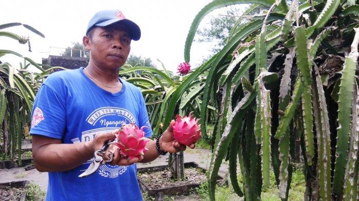 Kebun Buah Naga Pantai Pandansari via Tribunnews, 1. Pantai Parangtritis, 2. Gumuk Pasir Parangkusumo, 3. Kebun Buah Mangunan, 4. Hutan Pinus Dlingo, 5. Puncak Becici Dlingo, 6. Air Terjun Ledok Pokoh (Lepo), 7. Seribu Batu Songgo Langit, 8. Karst Tubing Sedayu, 9. Kampung Edukasi Watu Lumbung, 10. Pantai Kuwaru, 11. Pantai Pandansari, 12. Kebun Buah Naga Pantai Pandansari, 13. Pantai Samas, 14. Pantai Gua Cemara, 15. Kampung Batik Giriloyo, 16. Makam Imogiri, 17. Gua Gajah, 18. Gua Selarong, 19. Gua Cerme, 20. Tirta Tamansari, 21. Balong Waterpark, 22. Kids Fun, 23. Bukit Lintang Sewu, 24. Pabrik Gula Madukismo, 25. Tebing Watu Mabur, 26. Gardu Pandang Bukit Mojo Gumelem, 27. Galaxy Waterpark, 28. Hutan Pinus Pengger, 29. Pantai Pandansimo Bantul, 30. Jurang Tembelan, 31. Watu Goyang, 32. Watu Ngadek, 33. Gardu Pandang Pinus Asri, 34. Watu Amben, 35. Jembatan Soka, 36. Air Terjun Seribu Batu, 37. Air Terjun Tuwondo, 38. Curug Banyunibo, 39. Grojogan Pucung, 40. Pantai Baru, 41. Pantai Baros, 42. Bukit Panguk Kediwung Bantul, 43. Air Terjun Kedung Pengilon, 44. Kebun Bunga Celosia, Resoinangun Garden*, 45. Pasar Seni Gabusan Pusat, 46. Desa Wisata Tembi Bantul, 47. Bukit Bego Imogiri Bantul, 48. Pemandian Air Panas Parang Wedang, 49. Air Terjun Randusari, 50. Pantai Depok, 51. Curug Pulosari, 52. Perengan Park, 53. Pintu Langit Dahromo, 54. Ekowisata Jatisari Dlingo, 55. Bukit Parang Endog, Dekat Bantul, 56. Puncak Sosok, 57. Hutan Pinus Mangunan, 58. Museum Dirgantara, 59. Pantai Cemara Sewu, 60. Pantai Parangkusumo, 61. Kampung Anggur Bantul, 62. Pantai Pelangi, 63. Puncak Bucu, 64. Museum Sejarah Purbakala Pleret, 65. Masjid Gedhe Mataram Kotagede, 66. Pantai Segoro Kidul, 67. Pantai Barchan, 68. Goa Jepang Bantul, 69. Museum Chocolate Monggo, 70. Watu Lawang Mangunan, 71. Edum Park Tegaldowo, 72. Taman Wisata Batu Kapal, 73. Gunung Wangi Bangkel, 74. Kedung Tolok, 75. Sendang Ngembel, 76. Taman Tino Sidin, 77. Bale Banjar Sangkring, 78. Kalinampu Natural Park, 79. Grand Puri Waterpark, 80. Pasar Kebon Empring, 81. Taman Tempuran Cikal, 82. Setren Opak, 83. Taman Glugut, 84. Museum HM Soeharto, 85. Museum Wayang Kekayon, 86. Museum History of Java, 87. Desa Wisata Gerabah Kasongan, 88. Sentra Kulit Manding, 89. Taman Senja Ngelo, 90. Jembatan Selopamioro, 91. Puncak Gebang, 92. Bukit Cinomati, 93. Taman Bunga Asri, 94. Telogo Potorono
