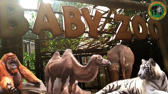Baby Zoo via Youtube, Keunggulan Taman Safari Prigen , Fasilitas Lengkap di Taman Safari Prigen, Harga Tiket Masuk Taman Safari Prigen, Paket Liburan ke Taman Safari Prigen, Jam Operasional Taman Safari Prigen, Aktivitas, Atraksi, dan Wahana di Taman Safari Prigen, No Telp, Alamat dan Rute Lokasi Taman Safari Prigen