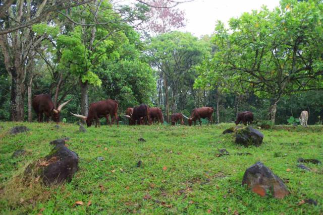Sapi Jaliteng - Foto: MAHR DPS, Keunggulan Taman Safari Prigen , Fasilitas Lengkap di Taman Safari Prigen, Harga Tiket Masuk Taman Safari Prigen, Paket Liburan ke Taman Safari Prigen, Jam Operasional Taman Safari Prigen, Aktivitas, Atraksi, dan Wahana di Taman Safari Prigen, No Telp, Alamat dan Rute Lokasi Taman Safari Prigen