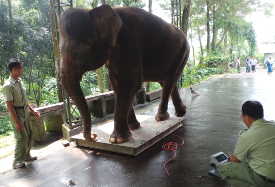 Tempat Penimbangan Gajah, Keunggulan Taman Safari Prigen , Fasilitas Lengkap di Taman Safari Prigen, Harga Tiket Masuk Taman Safari Prigen, Paket Liburan ke Taman Safari Prigen, Jam Operasional Taman Safari Prigen, Aktivitas, Atraksi, dan Wahana di Taman Safari Prigen, No Telp, Alamat dan Rute Lokasi Taman Safari Prigen