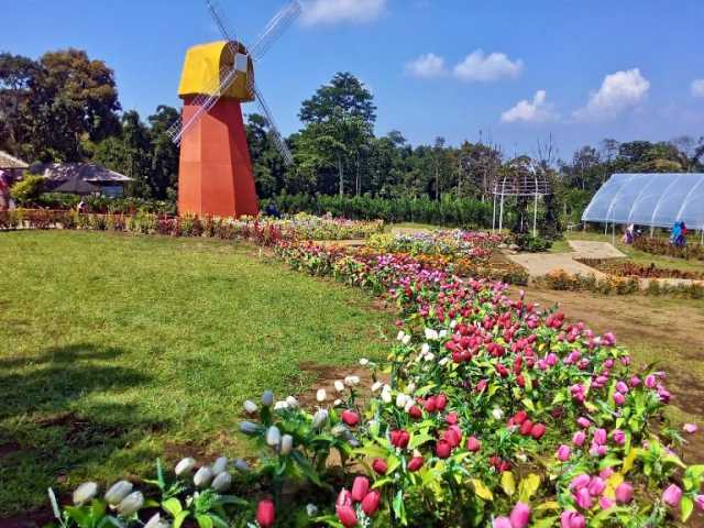 Kincir Angin di Taman Bunga Celosia, Lokasi Kebun Bunga Celosia, Rute Menuju Lokasi Kebun Bunga Celosia, Harga Tiket Masuk Kebun Bunga Celosia, Tarif Parkir Kebun Bunga Celosia, Fasilitas Utama Kebun Bunga Celosia, Fasilitas Pendukung Kebun Bunga Celosia, Tips Liburan ke Kebun Bunga Celosia, Jam Buka Kebun Bunga Celosia, Hotel di Sekitar Kebun Bunga Celosia, Objek Wisata Dekat Kebun Bunga Celosia, 9 Wisata Kebun Bunga CelosiaLain di Indonesia Ala Eropa