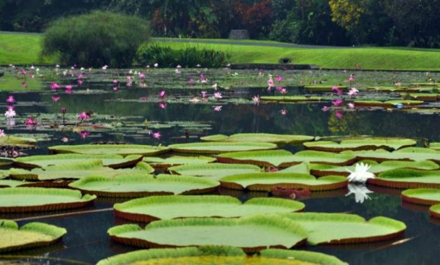 Kolam Teratai Rusa di Kebun Raya, Profil Kebun Raya Bogor Jawa Barat, Mendalami Seluk Beluk Kebun Raya, Kebun Raya Bogor, Salah Satu Destinasi Wajib Ketika Ke Bogor, Harga Tiket Masuk Masuk Kebun Raya Bogor, Fasilitas yang Ada di Kebun Raya Bogor, Pintu Masuk yang Ada di Kebun Raya Bogor, Rute Menuju Kebun Raya Bogor, Daya Tarik Kebun Raya Bogor, Objek Wisata di Kebun Raya Bogor, Rekomendasi Tempat Wisata di Bogor, Tips Berwisata Ke Kebun Raya Bogor
