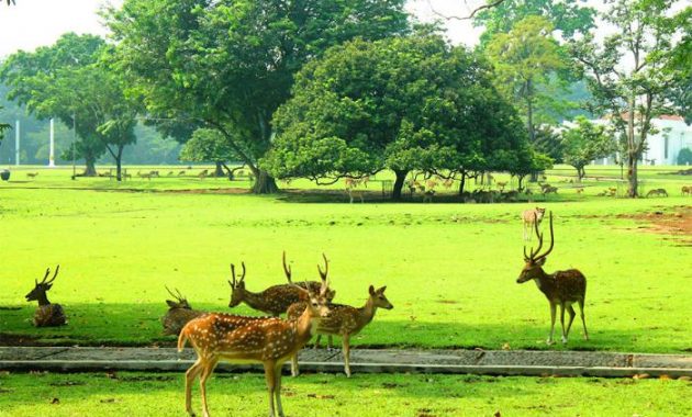 Rusa di Kebun Raya Bogor, Profil Kebun Raya Bogor Jawa Barat, Mendalami Seluk Beluk Kebun Raya, Kebun Raya Bogor, Salah Satu Destinasi Wajib Ketika Ke Bogor, Harga Tiket Masuk Masuk Kebun Raya Bogor, Fasilitas yang Ada di Kebun Raya Bogor, Pintu Masuk yang Ada di Kebun Raya Bogor, Rute Menuju Kebun Raya Bogor, Daya Tarik Kebun Raya Bogor, Objek Wisata di Kebun Raya Bogor, Rekomendasi Tempat Wisata di Bogor, Tips Berwisata Ke Kebun Raya Bogor