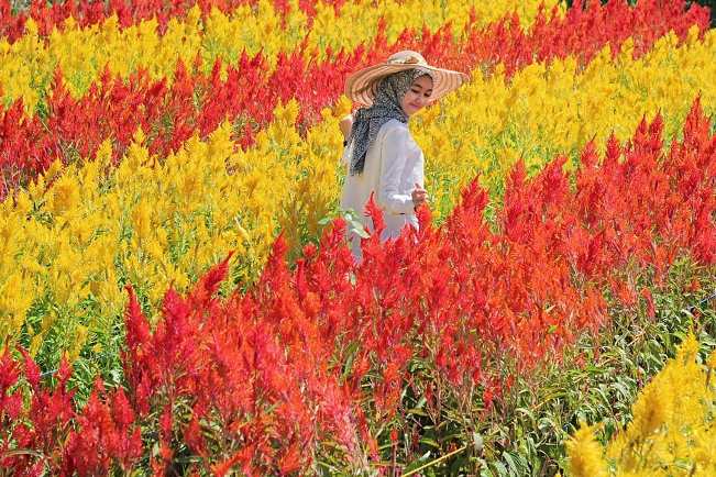 Taman Bunga Celosia, Lokasi Kebun Bunga Celosia, Rute Menuju Lokasi Kebun Bunga Celosia, Harga Tiket Masuk Kebun Bunga Celosia, Tarif Parkir Kebun Bunga Celosia, Fasilitas Utama Kebun Bunga Celosia, Fasilitas Pendukung Kebun Bunga Celosia, Tips Liburan ke Kebun Bunga Celosia, Jam Buka Kebun Bunga Celosia, Hotel di Sekitar Kebun Bunga Celosia, Objek Wisata Dekat Kebun Bunga Celosia, 9 Wisata Kebun Bunga CelosiaLain di Indonesia Ala Eropa