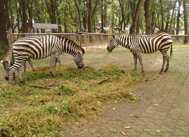 Zebra Ragunan via Pariwisata, Alamat Kebun Binatang Ragunan, Mengenal Tentang Kebun Binatang, Sejarah Kebun Binatang Ragunan Jakarta, Koleksi Hewan di Kebun Binatang Ragunan, Fasilitas di Kebun Binatang Ragunan Jakarta, Tips Liburan ke Kebun Binatang Ragunan