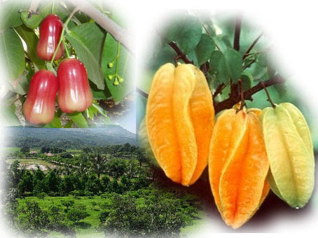 Agrowisata Belimbing dan Jambu Merah Delima via Potensijateng, 1. Masjid Agung Demak, 2. Museum Masjid Agung Demak, 3. Makam Sunan Kalijaga, 4. Makam Raja Demak, 5. Pantai Morosari, 6. Hutan Mangrove Morosari, 7. Pantai Tirangan, 8. Pantai Marina, 9. Sentra Kerajinan Batik, 10. Sentra Kerajinan Kaligrafi, 11. Brown Canyon, 12. Kolam Renang Polaris Demak, 13. Agrowisata Belimbing dan Jambu Merah Delima, 14. Sentra Kerajinan Rebana, 15. Kelenteng Hok Tek Bio, 16. Pantai Glagah Wangi Istambul, 17. Waterboom Niagara, 18. Wisata Mangrove Morodemak, 19. Taman Ria Demak, 20. Tradisi Grebek Pasar Khas Demak, 22. Pantai Surodadi, 23. Ekowisata Reduksi Kedungmutih, 24. Desa Wisata Banyumeneng, 25. Alun-alun Simpang Enam Demak, 26. Taman Love