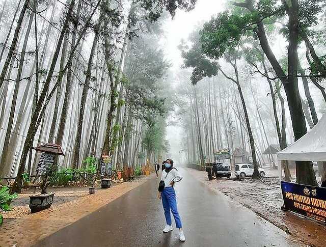 Lokasi Hutan Pinus Dlingo, Rute Menuju Hutan Pinus Dlingo, Harga Tiket Masuk Hutan Pinus Dlingo, Jam Operasional Hutan Pinus Mangunan, Fasilitas Pendukung, Waktu Terbaik Mengunjungi Hutan Pinus, Keunikan Hutan Pinus Dlingo, Keindahan Hutan Pinus Dlingo, Objek Wisata di Sekitar Hutan Pinus Dlingo, Tips Liburan ke Hutan Pinus Dlingo