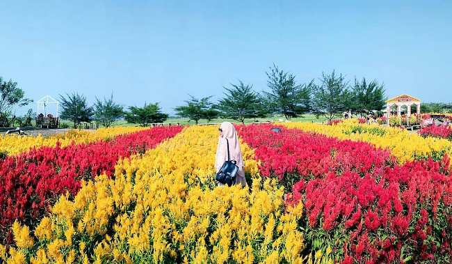 Kebun Bunga Celosia Parengan Park, Lokasi Parengan Park, Rute Menuju Lokasi Parengan Park, Tarif Parkir, Harga Tiket Masuk Wisata Perengan Park , Jam Operasional, Fasilitas Perengan Park, Spot Foto Perengan Park Bantul, Daya Tarik Objek Wisata Perengan Park, Keunggulan Perengan Park, Kuliner Lezat di Perengan Park, Tips dan Saran