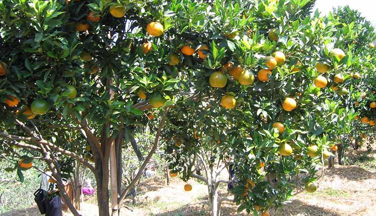 Kebun Buah Mangunan, Lokasi Kebun buah Mangunan yang Mudah Diakses, Rute Menuju Lokasi Wisata Kebun Buah Mangunan Jogja, Harga Tiket Masuk Kebun Buah Mangunan, Fasilitas Pendukung, Jam Buka Kebun Buah Mangunan Jogja, Pesona dan Daya Tarik Puncak Kebun Buah Mangunan Jogja, Tips dan Saran
