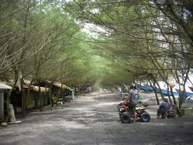 Rimbunnya Pohon Cemara di Pantai Kuwaru via Jogjakini.wordpresscom, Lokasi Pantai Kuwaru, Rute Menuju ke Lokasi Pantai Kuwaru, Harga Tiket Masuk Pantai Kuwaru, Fasilitas di Pantai Kuwaru, Pesona Pantai Kuwaru yang Buat Kita Malas Pulang, Wahana yang Ada di Pantai Kuwaru, Objek Wisata di Dekat Pantai Kuwaru, Penginapan di Sekitar Pantai Kuwaru