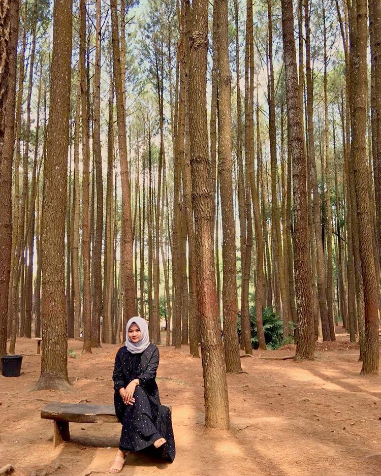 Spot Instagramable via IG @ayuanda.k, Lokasi Hutan Pinus Dlingo, Rute Menuju Hutan Pinus Dlingo, Harga Tiket Masuk Hutan Pinus Dlingo, Jam Operasional Hutan Pinus Mangunan, Fasilitas Pendukung, Waktu Terbaik Mengunjungi Hutan Pinus, Keunikan Hutan Pinus Dlingo, Keindahan Hutan Pinus Dlingo, Objek Wisata di Sekitar Hutan Pinus Dlingo, Tips Liburan ke Hutan Pinus Dlingo