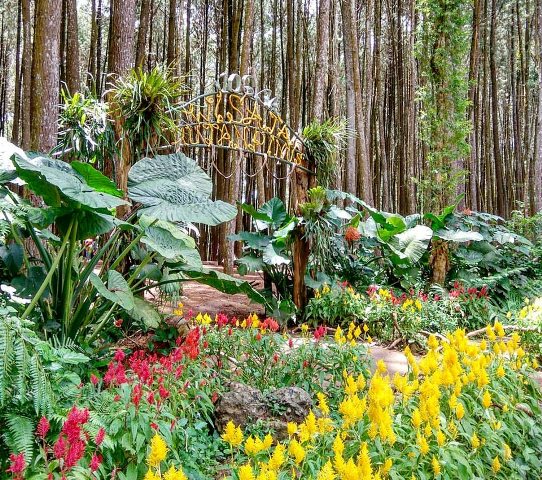 Taman Bunga di Depan Pintu Masuk via Foursquare.jpg, Lokasi Hutan Pinus Dlingo, Rute Menuju Hutan Pinus Dlingo, Harga Tiket Masuk Hutan Pinus Dlingo, Jam Operasional Hutan Pinus Mangunan, Fasilitas Pendukung, Waktu Terbaik Mengunjungi Hutan Pinus, Keunikan Hutan Pinus Dlingo, Keindahan Hutan Pinus Dlingo, Objek Wisata di Sekitar Hutan Pinus Dlingo, Tips Liburan ke Hutan Pinus Dlingo