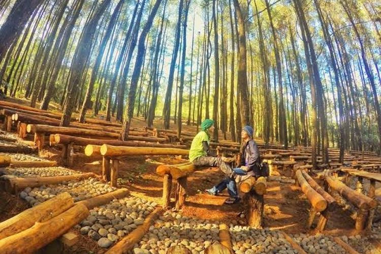 Lokasi Hutan Pinus Dlingo, Rute Menuju Hutan Pinus Dlingo, Harga Tiket Masuk Hutan Pinus Dlingo, Jam Operasional Hutan Pinus Mangunan, Fasilitas Pendukung, Waktu Terbaik Mengunjungi Hutan Pinus, Keunikan Hutan Pinus Dlingo, Keindahan Hutan Pinus Dlingo, Objek Wisata di Sekitar Hutan Pinus Dlingo, Tips Liburan ke Hutan Pinus Dlingo
