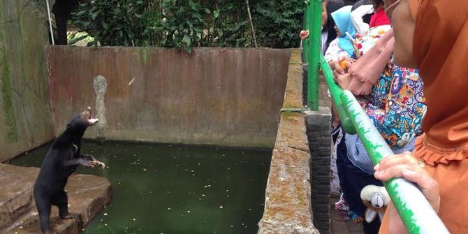 Beruang Madu via Merdeka, Kenali Sejarah Kebun Binatang Bandung, Aneka Koleksi Satwa Langka di Kebun Binatang Bandung, Harga Tiket Masuk Kebun Binatang Bandung, Jam Operasional Kebun Binatang Bandung, Aktivitas Seru di Kebun Binatang Bandung, Fasilitas Penunjang, Kulineran di Bandung Zoo