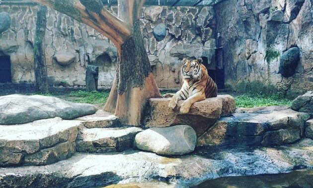 Harimau di Kebun Binatang Bandung via IG @halimanadaniel, Kenali Sejarah Kebun Binatang Bandung, Aneka Koleksi Satwa Langka di Kebun Binatang Bandung, Harga Tiket Masuk Kebun Binatang Bandung, Jam Operasional Kebun Binatang Bandung, Aktivitas Seru di Kebun Binatang Bandung, Fasilitas Penunjang, Kulineran di Bandung Zoo