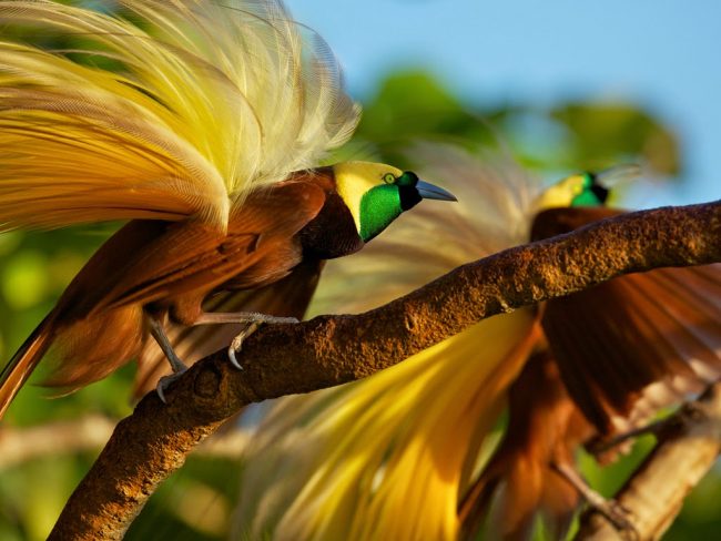 Ilustrasi Burung Cendrawasih, Kenali Sejarah Kebun Binatang Bandung, Aneka Koleksi Satwa Langka di Kebun Binatang Bandung, Harga Tiket Masuk Kebun Binatang Bandung, Jam Operasional Kebun Binatang Bandung, Aktivitas Seru di Kebun Binatang Bandung, Fasilitas Penunjang, Kulineran di Bandung Zoo