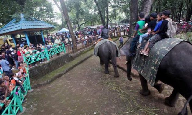 Naik Gajah via mbandungcom, Kenali Sejarah Kebun Binatang Bandung, Aneka Koleksi Satwa Langka di Kebun Binatang Bandung, Harga Tiket Masuk Kebun Binatang Bandung, Jam Operasional Kebun Binatang Bandung, Aktivitas Seru di Kebun Binatang Bandung, Fasilitas Penunjang, Kulineran di Bandung Zoo