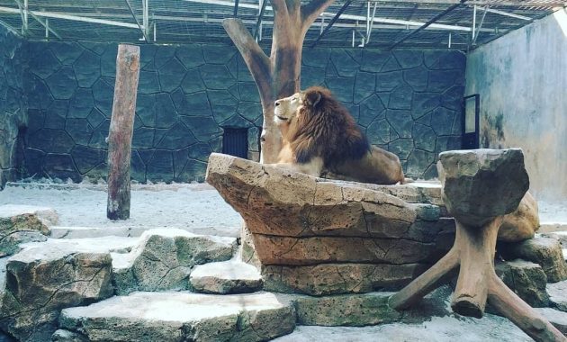 Singa di Bandung Zoo via IGhalimanadaniel, Kenali Sejarah Kebun Binatang Bandung, Aneka Koleksi Satwa Langka di Kebun Binatang Bandung, Harga Tiket Masuk Kebun Binatang Bandung, Jam Operasional Kebun Binatang Bandung, Aktivitas Seru di Kebun Binatang Bandung, Fasilitas Penunjang, Kulineran di Bandung Zoo