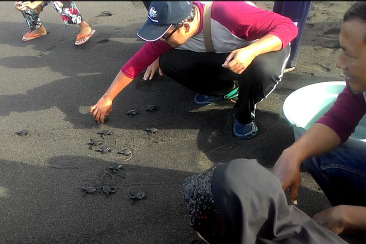 Kegiatan Melepas Penyu di Trisik Beach via Kompas, Lokasi dan Rute Menuju Pantai Trisik, Harga Tiket Masuk Pantai Trisik, Fasilitas Pendukung di Pantai Trisik, Keseruan Di Pantai Trisik, Keistimewaan Pantai Trisik, Tips Berlibur