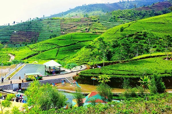 Liburan ke Kebun Teh Nglinggo, Info Umum Kebun Teh Nglinggo, Lokasi Destinasi Wisata Alam Kebun Teh Nglinggo Kulonprogo, Rute Menuju Lokasi, Harga Tiket Masuk Kebun Teh Nglinggo, Fasilitas yang Ada Di Sekitar Lokasi Kebun Teh Nglinggo, Pesona Kebun Teh Nglinggo, Tips Berlibur