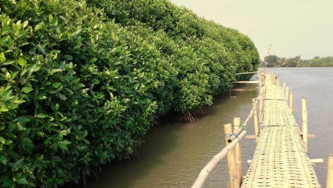 Mangrove Congot Beach, Lokasi Pantai Congot, Rute Menuju Lokasi Pantai Congot, Harga Tiket Masuk Di Pantai Congot, Fasilitas Tambahan Di Pantai Congot, Mengenal Pantai Congot, Aktivitas Seru Di Pantai Congot, Tips Berlibur ke Pantai Congot