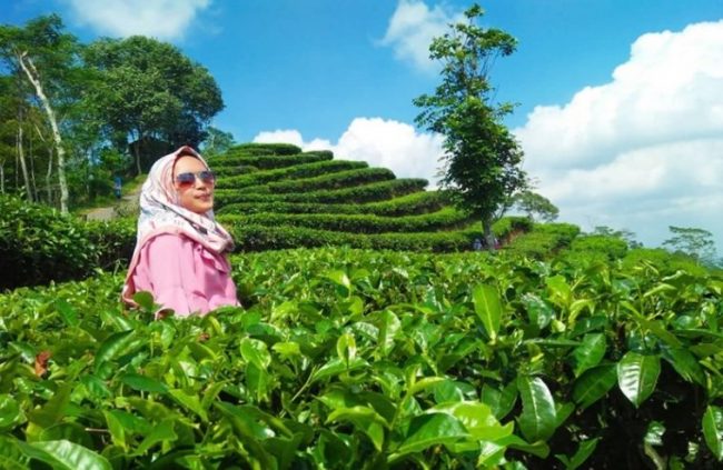 Spot Foto Kece via Ig @irarania_, Info Umum Kebun Teh Nglinggo, Lokasi Destinasi Wisata Alam Kebun Teh Nglinggo Kulonprogo, Rute Menuju Lokasi, Harga Tiket Masuk Kebun Teh Nglinggo, Fasilitas yang Ada Di Sekitar Lokasi Kebun Teh Nglinggo, Pesona Kebun Teh Nglinggo, Tips Berlibur