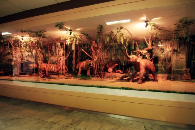 Diorama Aneka Satwa Langka, Alamat Museum Lampung, Menelisik Sejarah Berdirinya Museum Lampung, Menengok Koleksi dan Daur Hidup di Museum Lampung, Benda-Benda Bernilai Sejarah di Museum Lampung, Yuk, Berwisata ke Museum Lampung