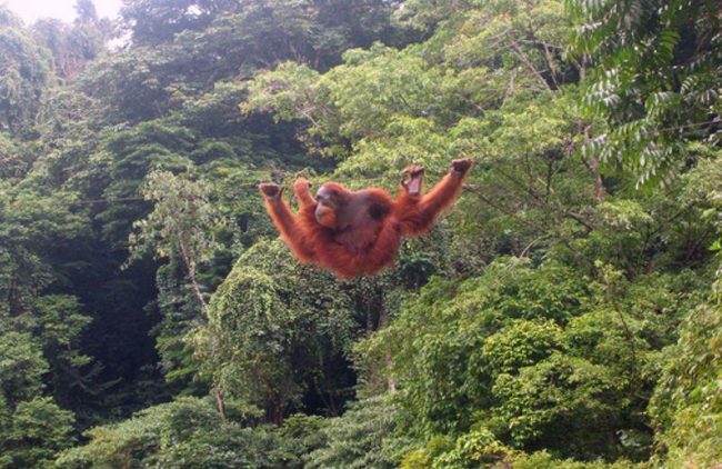 Taman Nasional Hutan Ketambe, 1. Taman Nasional Gunung Leuser, 2. Gua Lawe Sikap , 3. Taman Nasional Hutan Ketambe , 4. Arung Jeram Sungai Alas , 5. Taman Wisata Lawe Gurah, 6. Masjid Agung At-Taqwa Kutacane, 7. Lapangan Ahmad Yani, 8. Bukit Cinta Kutacane , 9. Air Terjun Lawe Dua , 10. Jambur Mamang , 12. Air Terjun Ketambe , 13. Benteng Kuta Reh , 14. Pantai Goyang, 15. Pantai Timur , 16. Lawe Sikap, 17. Pemandian Air Panas Lawe Ger-Ger, 18. Air Terjun Bakbahu , 19. Waterpark di Kutacane, 20. Situs Rumah Adat, 21. Kuliner Suku Alas dan Kutacane