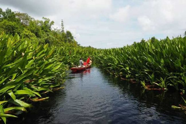 Hutan Rawa Singkil via Ig @Rimbangbaling, 1. Kolam renang singapura waterboom, 2. Pulau Tailana , 3. Pantai Amandangan, 4. Pulau Palambak , 5. Danau Tana Bara, 6. Air Terjun Lae Gecih, 7. Pulau Bengkaru , 8. Danau Cingkam, 9. Pantai Cemara Indah – Pantai Gosong Telaga, 10. Wisata Pulau Banyak , 11. Pulau Malelo , 12. Kemah di Pulau Asok , 13. Pulau Lambudung , 14. Pulau Rangit , 15. Danau Bungara , 16. Hutan Rawa Singkil , 17. Pulau Tuangku , 18. Pantai Pulo Sarok, 19. Wisata Pulo Madura Rimo, 20. Pulau Lamun, 21. Pulau Pabisi, 22. Air Terjun Lae Petal, 23. Pulau Sikandang, 24. Pulau Panjang, 25. Air Terjun Kedabuhan