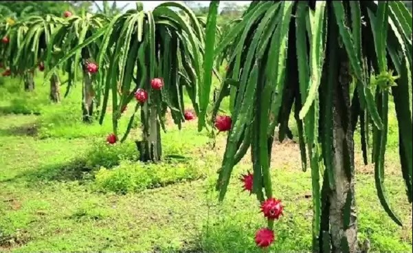 Kebun Buah Naga Longkib, 1. Irigasi Sungai Namo Buaya, 2. Air Terjun Kedabuhan , 3. Arung Jeram Lae Kombih, 4. Wisata Alam Penuntungan, 5. Air Terjun SKPC, 6. Jembatan Rundeng, 7. Silangit Singgersing , 8. Taman Hutan Rakyat Lae Kombih, 9. Pemandian Nantampuk Mas, 10. Air Terjun Batu Napal , 11. Makam Syekh Hamzah Al-Fansuri, 12. Lapangan Beringin, 13. Kolam Kasman, 14. Area Wisata Sikelang, 16. Taman Kota Subulussalam, 17. Ekowisata Lae Soraya, 18. Kebun Buah Naga Longkib, 19. Kebun Buah Salak, 20. Wisata Kuliner di Garuda Duo