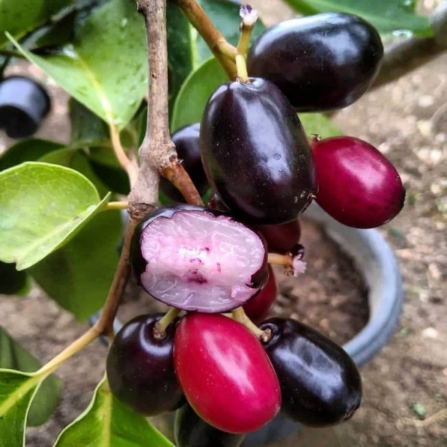 Duwet (Jamblang) Majalengka via IG @petani.pak.tri, 1. Oncom Goreng Majalengka, 2. Kalua Jeruk, 3. Kecap Asli Majalengka, 4. Ampas Kecap, 5. Mangga Gedong Gincu Majalengka, 6. Gula Cakar Khas Majalengka, 7. Seblak Basah, 8. Nasi Lengko, 9. Lotek Khas Majalengka, 10. Tutut, 11. Pepes Jeroan, 12. Jalakotek Majalengka, 13. Surabi Oncom Majalengka, 14. Lumpia Basah, 15. Keripik Tempe khas Majalengka, 16. Durian, 17. Duwet (Jamblang) Majalengka, 18. Seroja Gurih, 19. Tekso, 20. Batik khas Majalengka