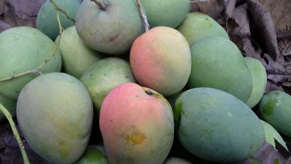 Mangga Gedong Gincu Majalengka via Bukalapak, 1. Oncom Goreng Majalengka, 2. Kalua Jeruk, 3. Kecap Asli Majalengka, 4. Ampas Kecap, 5. Mangga Gedong Gincu Majalengka, 6. Gula Cakar Khas Majalengka, 7. Seblak Basah, 8. Nasi Lengko, 9. Lotek Khas Majalengka, 10. Tutut, 11. Pepes Jeroan, 12. Jalakotek Majalengka, 13. Surabi Oncom Majalengka, 14. Lumpia Basah, 15. Keripik Tempe khas Majalengka, 16. Durian, 17. Duwet (Jamblang) Majalengka, 18. Seroja Gurih, 19. Tekso, 20. Batik khas Majalengka