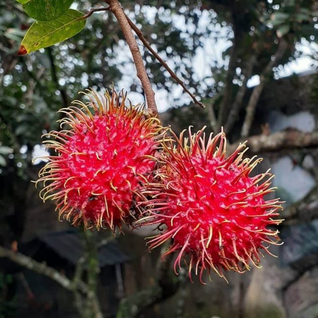 Rambutan Kalijati via IG @habysfarm, 1. Keripik Nanas, 2. Dodol Nanas, 3. Nanas Simadu Khas Subang, 4. Coklat Nanas Khas Subang, 5. Delipel, 6. D’Bubuy Ma’ Atik, 7. Ikan Lapan Crispy, 8. Tape Ketan atau Peuyeum Ketan, 9. Bubuy Ayam Subang, 10. Nasi Liwet, 11. Tutut Soding, 12. Oncom Dawuan Subang, 13. Pinadrink, 14. Kerupuk Miskin khas Subang, 15. Abon Jantung Pisang, 16. Gitrek Singkong, 17. Gepuk Daging, 18. Rambutan Kalijati, 19. Sirup Nanas, 20. Abon Ikan Nila, 21. Bolu Nanas Subang, 22. Beras Hitam, 23. Papais Cisaat