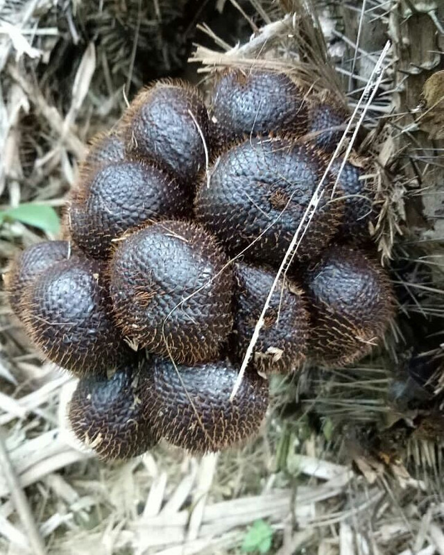 Salak Pusaka Mulya via IG @infopwk, 1. Simping, 2. Semprong, 3. Rengginang, 4. Kerupuk Melarat, 5. Gula Cikeris, 6. Salak Pusaka Mulya, 7. Wedang Sachet Jahe, 8. Opak Gurih – Gurih, 9. Peuyeum Bendul, 10. Manisan Pala Wanayasa, 11. Keramik Plered, 12. Bendo Sunda Purwakarta, 13. Surabi Purwakarta, 14. Blangkon, 15. Mie Tiga Warna, 16. Colenak Purwakarta, 17. Rengginang Ketan Hitam, 18. Sate Maranggi, 19. Boneka Menong