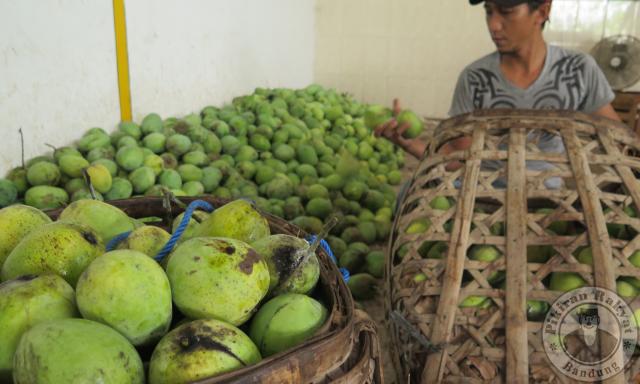 Agrowisata Mangga via Pikiran Rakyat, 1. Pantai Dadap, 2. Wisata Pohon Randu Gede, 3. Jembatan Terusan Indramayu, 4. Scince Center Mutiara Bangsa, 5. Pulau Biawak Indramayu, 6. Taman Tjimanoek, 7. Waduk Cipancuh Indramayu, 8. Hutan Mangrove Karangsong, 9. Tugu Perjuangan, 10. Pantai Glayem, 11. Agung Fantasi Waterpark, 12. Kolam Pemancingan Wanguk, 13. Alun – alun Indramayu, 14. Situ Bolang, 15. Situs Buyut Banjar, 16. Pantai Balongan Indah, 17. Pantai Tanah Merah Eretan, 18. Taman Rusa Bumi Patra, 19. Wisata Tiga Bintang Firdaus, 20. Agung Fantasi water Park, 21. Waterboom Bojongsari, 22. Pantai Eretan, 23. Agrowisata Mangga, 24. Pantai Tebing Patrol, 25. Pantai Cibugel, 26. Pantai Solikin, 27. Pantai Limbangan, 28. Waterboom Tirta Djaya, 29. Curug Citayam Indramayu, 30. Masjid Agung Indramayu, 31. Pantai Rembat, 32. Monumen Bumi Patra, 33. Pantai Karangsong, 34. Pantai Tirtamaya