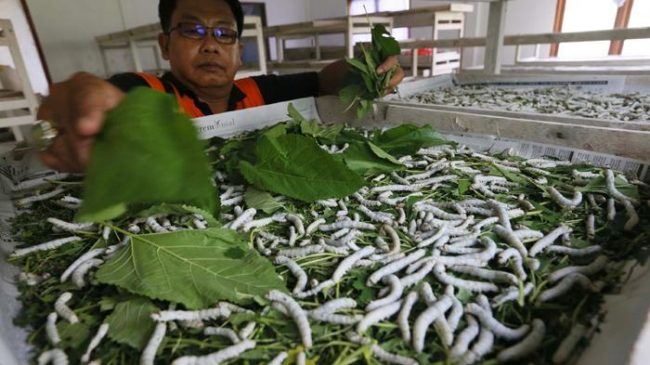 Agrowisata Ulat Sutera Sibang Kaja via Tribunnews, 1. Ekowisata Mangrove Wanasari, 2. Sangeh Monkey Forest, 3. New Kuta Green Park, 4. Circus Waterpark Kuta, 5. Pantai Jerman, 6. Pantai Kelan, 7. Pantai Muaya, 8. Pantai Mimpi Pondok Pemuda, 9. Pantai Tegal Wangi, 10. Pantai Balangan, 11. Tanjung Balangan, 12. Pantai Dreamland, 13. Pantai Pemutih, 14. Pantai Bingin, 15. Pantai Padang – Padang, 16. Pantai Labuan Sait, 18. Pantai Suluban, 19. Pantai Nyang – Nyang, 20. Pantai Nunggalan, 21. Pantai Karma Kandara, 22. Pantai Melasti, 23. Pantai Batu pageh, 24. Pantai Pandawa, 25. Pantai Gunung Payung, 26. Pantai Sawangan, 27. Pantai Geger, 28. Pantai Mengiat, 29. Pantai Segara Samuh, 30. Pantai Selagan Nusa Dua, 31. Pantai Tanjung Benoa, 32. Air Terjun Nungnung, 33. Air Terjun Bidadari Ayung, 34. Sungai Ayung, 35. Air Terjun Batu Lantang, 36. Air Terjun Sulangi, 37. Patung Dewa Ruci, 38. Kawasan Pura Luhur Uluwatu, 39. Pesawat Bengong, 40. Nirmala Waterpark Ungasan, 41. Taman Satria Gatotkaca, 42. Joger Kuta, 43. Penangkaran Penyu Deluang Sari, 44. Taman Budaya Garuda Wisnu Kencana, 45. Bali Paragliding Tandem Flight, 46. Monumen Perjuangan Taman Mumbul, 47. Museum Becak Indonesia, 48. Museum Pasifika, 49. Dream Museum Zone, 50. Museum Kain, 51. Museum Kerang, 52. Museum Yadnya, 53. Hide N Seek, 54. Cubby House Kids Club, 55. Miniapolis Bali, 56. Pantai Timbis, 57. Pantai Dukuh, 58. Puja Mandala, 59. Pura Taman Ayun, 60. Taman Ngurah Rai Tuban, 61. Lembah Tanah Wuk, 62. Taman Mumbul, 63. Pantai Pererenan, 64. Banjar Umalas, 65. Waka Tangga, 66. Wisata Agro Pelaga, 67. Jembatan Tukad Bangkung, 68. Jimbaran Panorama Point, 69. Pura Petitenget, 70. Pantai Petitenget, 71. Pura Pucak Tedung, 72. Pura Sada Kapal, 73. Pura Batu Bolong, 74. Pantai Batu Bolong, 75. Pura Kancing Gumi, 76. Pura Pucak Mangu, 77. Desa Wisata Petang, 78. Ladang Bunga Gumilir, 79. Desa Wisata Baha, 80. Bumi Perkemahan Blahkiuh, 81. Pantai Seseh, 82. Pantai Derawan, 83. Pantai Batu Mejan, 84. Pantai Double Six, 85. Taman Rekreasi Bethesda, 86. Pantai Selasih, 87. Pantai Batu Belig, 88. Pantai Munggu, 89. Pantai Mengening, 90. Pantai Kayu Putih, 91. Pulau Nusa Dharma, 92. Pulau Peninsula, 93. Splash Waterpark, 94. Waterbom Bali, 95. Pantai Legian, 96. Pantai Seminyak, 97. Desa Wisata Bindu, 98. Bali Swing Bongkasa, 99. Elephant Camp Petang