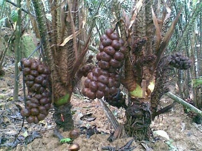 Buah Salak, 1. Carica, 2. Batik Tulis Gumelem, 3. Purwaceng, 4. Dodol Salak, 6. Sirup Salak, 7. Keripik Salak, 8. Kopi Biji Salak, 9. Keripik Kentang, 10. Buah Salak, 11. Buntil, 12. Apem, 13. Dawet Ayu, 14. Bakso Ketupat, 15. Poci