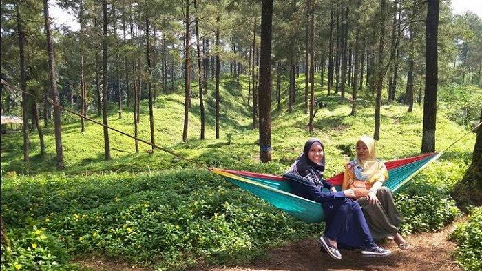 Hutan Pinus Limpakuwus via Tribunnews, 1. Objek Wisata Terkenal Baturaden di Purwokerto, 2. Tempat Wisata Alam Curug Gede di Purwokerto, 3. Objek Wisata Alam Air Terjun Curug Ceheng di Purwokerto, 4. Tempat Wisata Seru di Baturraden Adventure Forest Purwokerto, 5. Objek Wisata Air hangat belerang di Pancuran 7 di Purwokerto, 6. Tempat Wisata Seru Telaga sunyi di Purwokerto, 7. Objek Wisata Alam Curug Cipendok, 8. Objek Wisata Religi Gua Maria Kaliori di Purwokerto, 9. Wisata Kuliner Mendoan khas Purwokerto, 10. Destinasi Wisata Menantang Mendaki Gunung Slamet, 11. Tempat Wisata Seru Pemandian Kalibacin , 12. Tempat Wisata Keluarga Batur Agung di Purwokerto (Sudah Tutup), 13. Tempat Rekreasi Keluarga Telaga Pucung , 14. Monumen Panglima Besar Jenderal Sudirman , 15. Wahana Rekreasi Dreamland Park Pancasan di Purwokerto, 16. Wahana Permainan Seru Crossworld Paintball, 17. Nyantai di Alun-alun Lama Kota Banyumas, 18. Serunya Liburan di Depo Bay Depo Pelita Purwokerto, 19. Objek Wisata Terbaru Curug Nangga Di Banyumas, 20. Bukit Watu Meja, 21. Museum Bank Rakyat Indonesia, 22. Wisata Bendungan Gerak Serayu, 23. Tempat Wisata Alam Bukit Tranggulasih Purwokerto, 24. Liburan Seru ke Batur Agung Mount of Fun Purwokerto, 25. Wisata Alam Curug Gomblang di Purwokerto, 26. Curug Bayan, 27. Curug Telu, 28. Bukit Bintang Baturaden, 29. Wisata Alam Pancuran 3 Purwokerto, 30. Miniatur Dunia Purwokerto (Small World), 31. Bukit Pandang Munggang, 32. Puncak Dinar, 33. Bukit Gadog, 34. Kebun Bunga Matahari Rempoah, 35. Bukit Agaran, 36. Hutan Pinus Limpakuwus, 37. Curug Pinang, 38. The Forest Island, 39. The Village Purwokerto, 40. Bumi Perkemahan Wana Wisata Baturaden, 41. Taman Kaloka Widya Mandala
