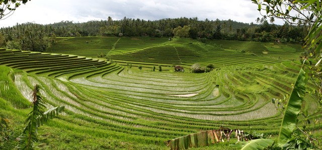 Rice Terrace Ambengan via Epicnesia.blogspotcoid, 1. Air Terjun Lembah Jian, 2. Air Terjun Bertingkat Gitgit, 3. Air Panas Banjar, 4. Air Terjun Mekalongan, 5. Air Terjun Lemukih, 6. Air Terjun yeh Mampeh, 7. Air Terjun Melanting, 8. Air Terjun Munduk, 9. Air Terjun Banyumala, 10. Air Terjun Tembok Barak, 11. Air Terjun Aling – Aling, 12. Air Terjun Jambangan, 13. Air Terjun Sekumpul, 14. Air Terjun Carat Kecil, 15. Air Terjun Carat Besar, 16. Bali Handara Kosaido, 17. Air Terjun Kroya, 18. Air Terjun Yeh Salem, 19. Air Terjun Jembong, 20. Air Terjun Wana Ayu, 21. Air Terjun Tinggarsari, 22. Air Terjun Pucak Manik, 23. Air Terjun Sing – Sing, 24. Air Terjun Colek Pamor, 25. Air Terjun Ceburan, 26. Air Terjun Pucuk, 27. Air Terjun Kembar Sambangan, 28. Air Terjun Cemara, 29. Air Terjun Canging, 30. Air Terjun Dedari, 31. Air Terjun Fiji, 32. Air Terjun Bengbengan, 33. Air Terjun Amer Pakisan, 34. Air Terjun Yeh Bayah, 35. Pantai Batu Sungu, 36. Pantai Penuktukan, 37. Pantai Umeanyar, 38. Pantai Penimbangan, 39. Pantai Banyuwedang, 40. Air Panas Banyuwedang, 41. Pantai Gondol, 42. Pantai Pemuteran, 43. Pantai Goris Pejarakan, 44. Pantai Kerobokan, 45. Pantai Lovina, 46. Pantai Batu Ampar Pejarakan, 47. Vihara Buddha Banjar, 48. Pemandian Air Sanih, 49. Taman Nasional Bali Barat, 50. Ex Pelabuhan Buleleng, 51. Danau Buyan, 52. Danau Tamblingan, 53. Ayunan dan Anjungan Wanagiri, 54. Wisata Desa Kuno Sembiran, 55. Pemandangan Sekitar Pura Bukit Pucak Sakti, 56. Wisata Desa Julah, 57. Situs Batu Gambir Upit, 58. Gedong Kirtya, 59. Pantai Celagi Bantes, 60. Pura Ponjok Batu, 61. Museum Buleleng, 62. Rumah Pohon Temega, 63. Desa Wisata Bulian, 64. Krisna Fantastic Land, 65. Pasar Anyar, 66. Pulau Menjangan, 67. Budidaya Mutiara Penyambangan, 68. Pura Dalem Segara Madu, 69. Pura Beji Sangsit, 70. Bukit Batu Kursi, 71. Pulau Putih, 72. Desa Wisata Sidetapa, 73. Desa Wisata Cempage, 74. Kubu Hobbit Pedawa, 75. Menara Bambu Tigawasa, 76. Pantai Sanggalangit, 77. Pantai Pacung, 78. Wisata Selfie Madenan, 79. Air Terjun Bertingkat Silangjana, 80. Pantai Tukad Puyung Bukti, 81. Pantai Anturan, 82. Pemandian Mumbul Anturan, 83. Bendungan Tirab Ularan, 84. Bendungan Gerogak, 85. Terasering Busungbiu, 86. Desa Wisata Bebetin, 87. Air Terjun Seseran, 88. Desa Wisata Kaliasem, 89. Bukit Teletubbies Kubutambahan, 90. Agrowisata Sepang, 91. Desa Wisata Subuk, 92. Air Terjun Umejero, 93. Agrowisata Umejero, 94. Taman Kota Singaraja, 95. Agrowisata Anggur Banyupoh, 96. Pura Pulaki, 97. Pantai Pulaki, 98. Pelabuhan Celukan Bawang, 99. Pantai Sangsit