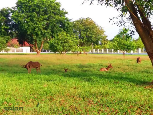 Taman Rusa Bumi Patra via salamtani, 1. Pantai Dadap, 2. Wisata Pohon Randu Gede, 3. Jembatan Terusan Indramayu, 4. Scince Center Mutiara Bangsa, 5. Pulau Biawak Indramayu, 6. Taman Tjimanoek, 7. Waduk Cipancuh Indramayu, 8. Hutan Mangrove Karangsong, 9. Tugu Perjuangan, 10. Pantai Glayem, 11. Agung Fantasi Waterpark, 12. Kolam Pemancingan Wanguk, 13. Alun – alun Indramayu, 14. Situ Bolang, 15. Situs Buyut Banjar, 16. Pantai Balongan Indah, 17. Pantai Tanah Merah Eretan, 18. Taman Rusa Bumi Patra, 19. Wisata Tiga Bintang Firdaus, 20. Agung Fantasi water Park, 21. Waterboom Bojongsari, 22. Pantai Eretan, 23. Agrowisata Mangga, 24. Pantai Tebing Patrol, 25. Pantai Cibugel, 26. Pantai Solikin, 27. Pantai Limbangan, 28. Waterboom Tirta Djaya, 29. Curug Citayam Indramayu, 30. Masjid Agung Indramayu, 31. Pantai Rembat, 32. Monumen Bumi Patra, 33. Pantai Karangsong, 34. Pantai Tirtamaya