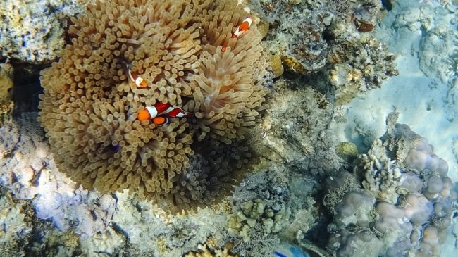 Taman laut Siung 17 Pulau via Betantt, 1. Kampung Adat Bena, 2. Taman laut Siung 17 Pulau, 3. Pemandian Air Panas Mangeruda, 4. Wisata Air Terjun Ogi, 5. Puncak Gunung Inerie, 6. Menikmati Senja Di Puncak Bukit Wolobobo, 7. Panorama Manulalu, 8. Air Panas Boba Soka, 9. Pantai Riung, 10. Batu Kodok, 11. Danau Wawomudha, 12. Kampung Adat Belaraghi, 13. Pantai Leko Ena, 14. Air Terjun Wae Roa, 15. Pantai Ena Bhara, 16. Pulau Rutong, 17. Pulau Kelelawar Ontoloe