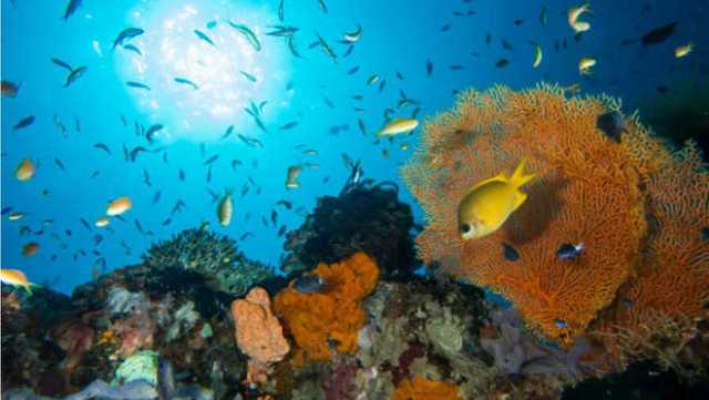 Teluk Maumere via Suaraflores, 1. Pantai Koka, 2. Taman Kota Maumere, 3. Tanjung Kajuwulu, 4. Pintar Asia Beach, 5. Pantai Wairterang, 6. Bukit Nilo – Taman Doa Maria Bunda Segala Bangsa, 7. Maumere Dive Journey DC, 8. Pantai Waiara – Pantai Betesda, 9. Hutan Mangrove Magepanda, 10. Taman Replica Betlehem Nelle, 11. Desa Doka, 12. Museum Bikon Blewut, 13. Pantai Paga, 14. Pantai pasir putih Doreng, 15. Gunung Rokatenda, 16. Kampung Beru, 17. Pulau Kojadoi, 18. Pulau Pangabatang, 19. Gunung Egon, 20. Pemandian Air Panas Blidit, 21. Bukit Tanjung Kolisia Ntt, 22. Air Terjun Murusobe, 23. Pantai Waturia, 24. Bukit Batu Purba, 25. Pulau Karang Taka Mbo Minang, Wolomarang, 26. Situs Jong Dobo, 27. Bukit Nangarasong