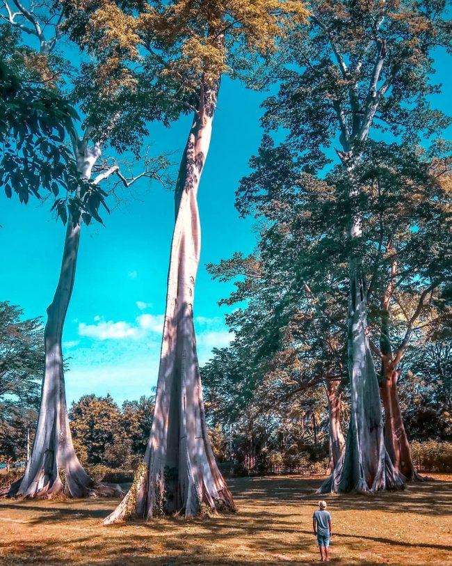 Pohon Purba Pringgabaya via IG @lombokfriendly - tempat wisata di Lombok Timur, 1. Wisata Tanjung Bloam, 2. Wisata Pantai Kaliantan, 3. Wisata Gili Sunut, 4. Wisata Tanjung Ringgit, 5. Wisata Goa Jepang, 6. Wisata Tanjung Perak dan Tanjung Cina, 7. Wisata Pantai Ekas, 8. Wisata Pantai Surga, 9. Wisata Gili Bagek atau Gili Kondo, 10. Wisata Gili Sulat, 11. Wisata Gili Lawang, 12. Wisata lembah Hijau, 13. Wisata Sembalun, 14. Wisata Air Terjun Temer, 15. Wisata Tele Batu, 16. Wisata Air Terjun Otak Kokog, 17. Wisata Air Terjun Mayung Putih, 18. Wisata Air Terjun Kaliage, 19. Wisata Air Terjun Ulem – Ulem, 20. Wisata Pantai Sungkun, 21. Wisata Pink Beach, 22. Wisata Rinjani dan Segara Anak, 23. Air Terjun Mangku Sakti, 24. Pohon Purba Pringgabaya