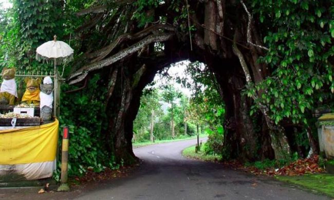Wisata Bunut Bolong via Panduanwisata, 1. Pantai Perancak, 2. Wisata Pantai Medewi, 3. Pura Rambut Siwi, 4. Wisata Pantai Perancak Candikusuma, 5. Wisata Teluk Gilimanuk, 6. Wisata Monumen Lintas Laut Jawa – Bali, 7. Taman Nasional Bali Barat, 8. Wisata Bendungan Palasari, 9. Wisata Bunut Bolong, 10. Wisata Pantai Baluk Rening, 11. Wisata Pura Jati, 12. Wisata Pantai Delod Berawah, 13. Wisata Pantai Pengeragoan, 14. Wisata Pura Majapahit, 15. Wisata Museum Manusia Purba, 16. Wisata Air Tirta Lestari Gumbrih, 17. Wisata Desa Sangkaragung, 18. Wisata Rest Area Rambut Siwi, 19. Wisata Alun – Alun Jembrana, 20. Wisata Bendungan Benel, 21. Wisata Karang Sewu, 22. Wisata Desa Blimbing, 23. Wisata Makam Tua, 24. Wisata Rumah Panggung, 25. Wisata Kuliner Ayam Betutu, 26. Wisata Tukad Gelar, 27. Wisata Air Terjun Juwuk Manis, 28. Wisata Makepung, 29. Wisata Puncak Mawar, 30. Pantai Yeh Leh, 31. Pantai Yeh Kuning, 32. Pantai Candikusuma, 33. Wisata Pantai Pebuahan, 34. Wisata Taman Siwa, 35. Pelabuhan Perikanan Pengambengan, 36. Air Terjun Bidadari, 37. Wisata Pelabuhan Gilimanuk, 38. Puncak JR, 39. Wisata Green Cliff Yeh Embang Kangin, 40. Pantai Karang Impian, 41. Air Terjun Batu Belah Dewasana, 42. Waterpark Giri Buana, 43. Pura Jagatnatha
