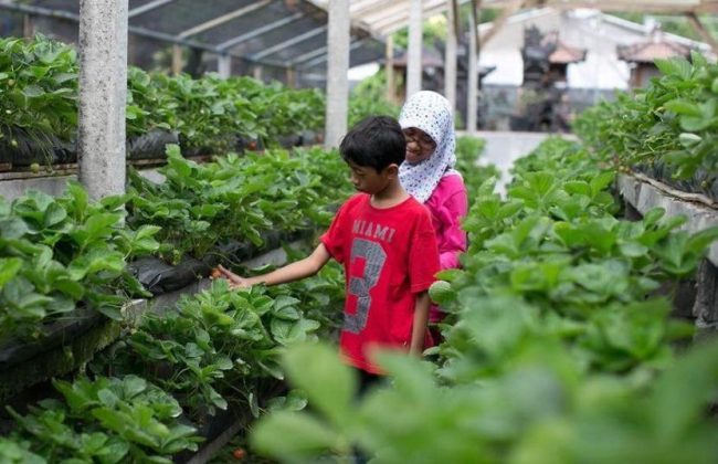 Wisata Kebun Buah Strawberry Bedugul via IG @ninis_warda, 1. Wisata Pura Ulun Danu Brata Bedugal, 2. Wisata Air Panas Angseri, 3. Wisata Air Panas Penatahan, 4. Wisata Air Panas Belulang, 5. Wisata Air Terjun Pujungan, 6. Wisata Pantai Beraban di Kediri, 7. Wisata Museum Subak, 8. Wisata Kebun Raya Bali, 9. Wisata Sawah Berundak Jatiluwih, 10. Wisata Danau Tamblingan, 11. Wisata Pantai Kedungu, 12. Wisata Pantai Soka Tabanan, 13. Wisata Pantai Pasut Tabanan, 14. Wisata Pantai Klecung, 15. Wisata Pantai Kelating, 16. Wisata Pantai Yeh Leh, 17. Wisata Kuliner Entil Pupuan, 18. Wisata Pantai Balian, 19. Wisata Hutan Monyet Alas Kedaton, 20. Wisata Patung Siwa Pura Malen, 21. Wisata Air Terjun Blahmantung, 22. Wisata Pantai Suraberata, 23. Wisata Pasar Kodok, 24. Wisata Kuliner Nasi sambel Bejek Matah, 25. Wisata Kuliner Nasi Angin, 26. Wisata Bedugul, 27. Wisata Pura Alas Kedaton Tabanan, 28. Wisata Pura Mekori Tabanan, 29. Wisata Pura Tanah Lot, 30. Wisata Puri Anyar Kerambitan, 31. Wisata Taman Kupu – Kupu, 32. Wisata Taman Pahlawan Margarana, 33. Wisata Kebun Buah Strawberry Bedugul, 34. Wisata Vihara Dharma Giri, 35. Wisata Pantai Nyanyi, 36. Wisata Puri Agung Kerambitan, 37. Wisata Pura Luhur Batukaru, 38. Wisata Lereng Gunung Batukaru, 39. Wisata Patung Leak Yeh Gangga, 40. Wisata Pantai Yeh Gangga, 41. Wisata Pura Batu Bolong, 42. Bali Tree Top Adventure Park, 43. Air Terjun Leke-leke, 44. Air Terjun Yeh Ho, 45. Air Terjun Blemantung, 46. Pantai Melasti Tabanan, 47. Sun Flowers Belayu, 48. Air Terjun Pengempu